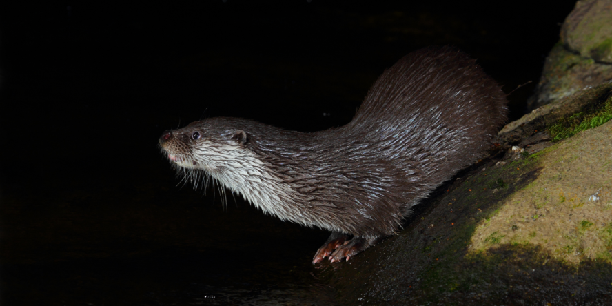 Loutre d'Europe © Aurélien Audevard